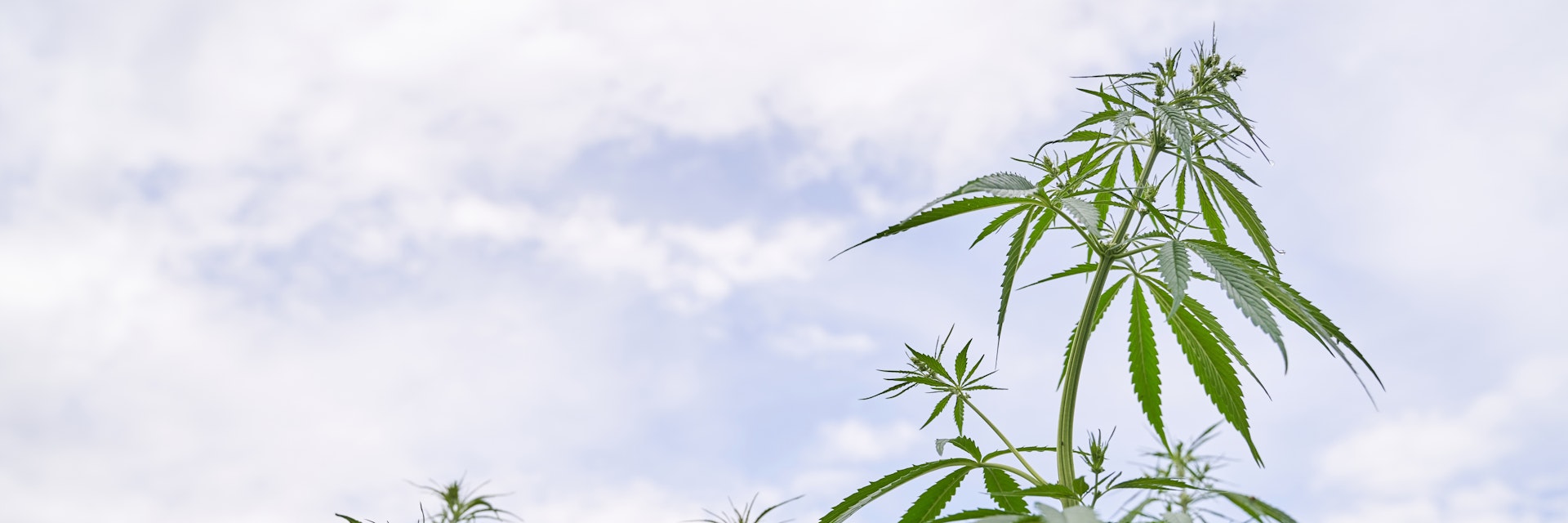 Cannabis