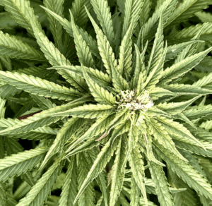 marihuana