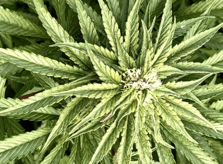 marihuana