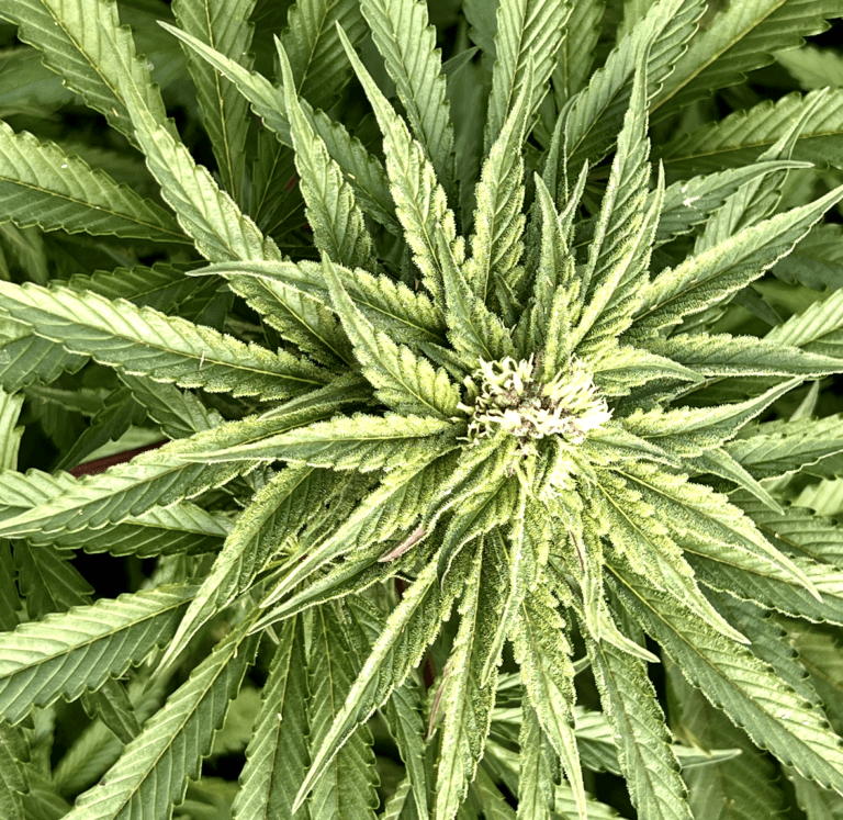 marihuana